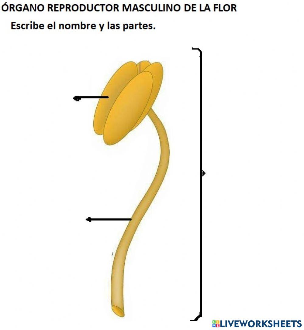 Órgano reproductor masculino de la flor