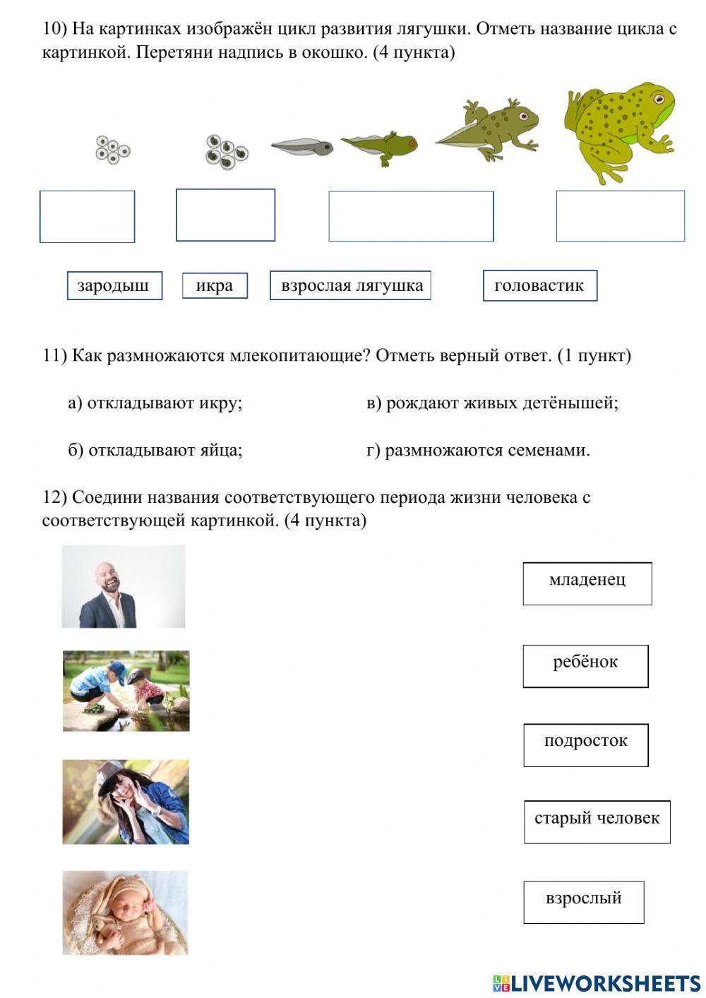 Стадии развития лягушки