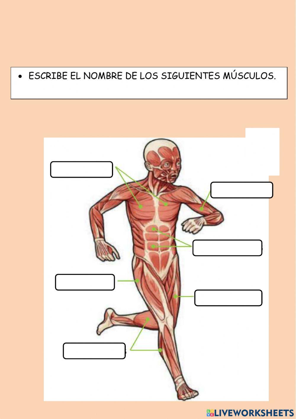 Escribe los músculos