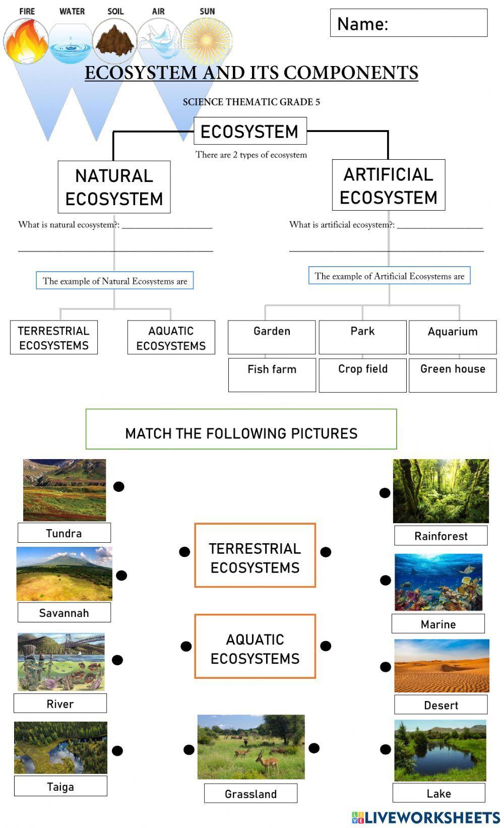 Ecosystem and its components