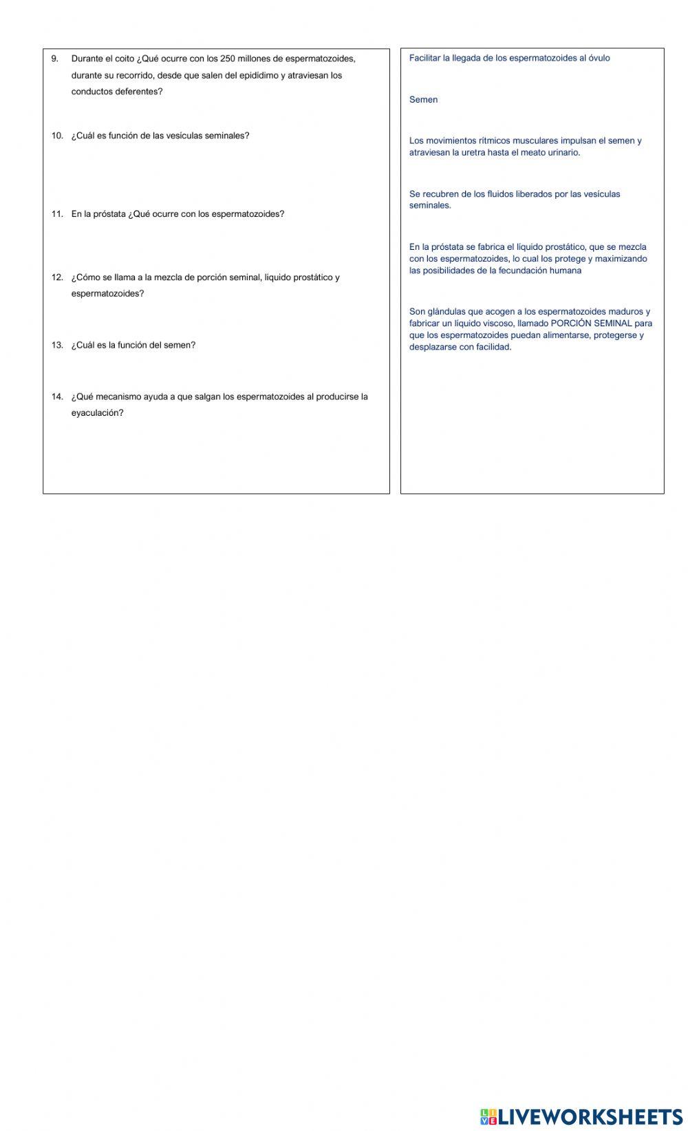 Proceso de Eyaculación