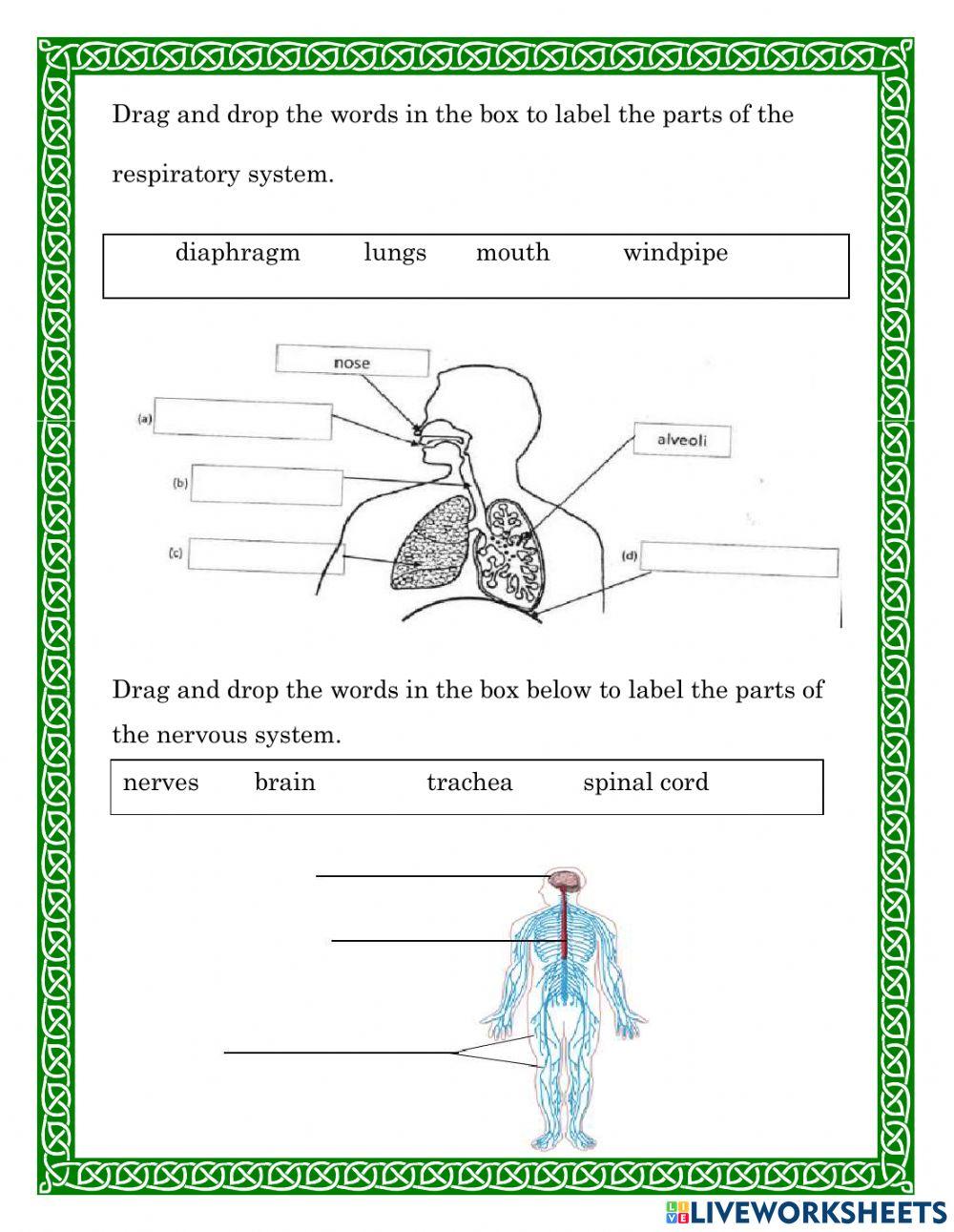 Science Mid Term Quiz
