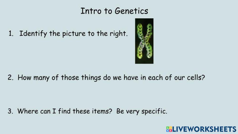 Intro To Genetics