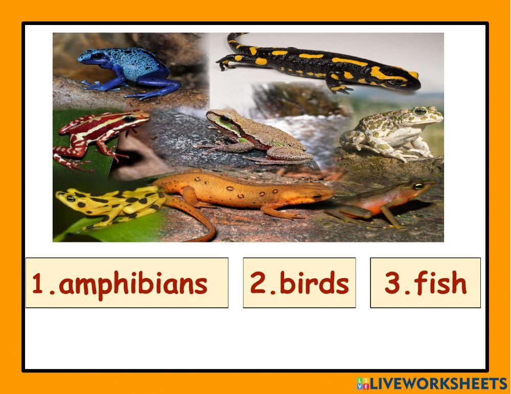 Science 1: U4- L1: All Kinds of Animals