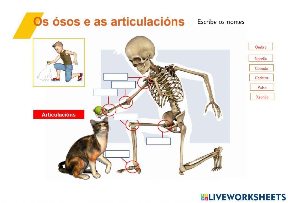 Articulacións