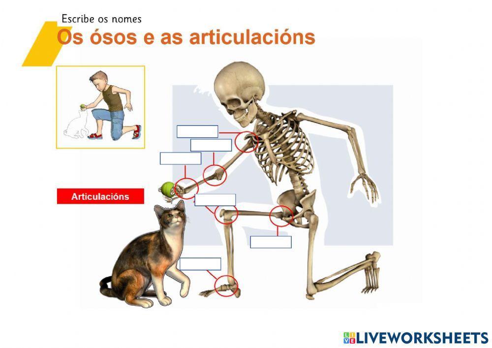 Articulacións