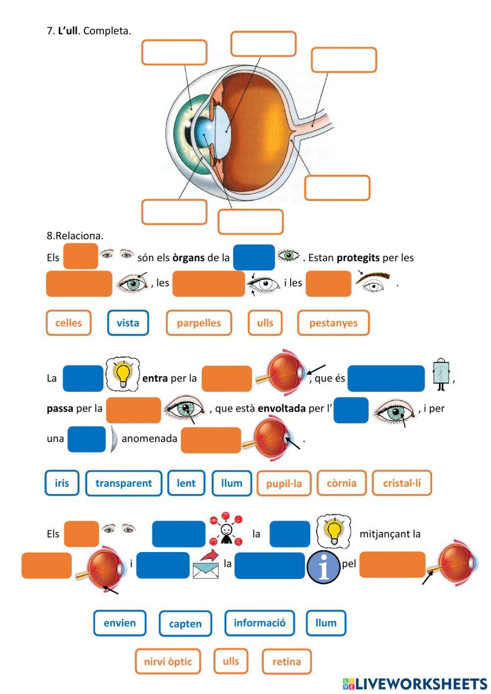 Els sentits. La vista
