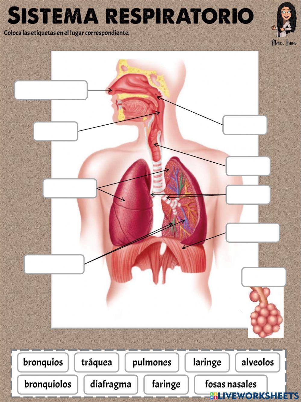 Sistema respiratorio