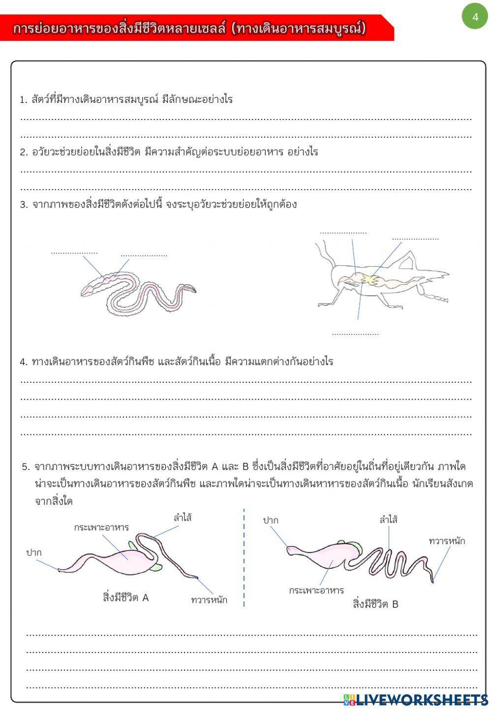 แบบฝึก ระบบย่อยอาหารของสัตว์