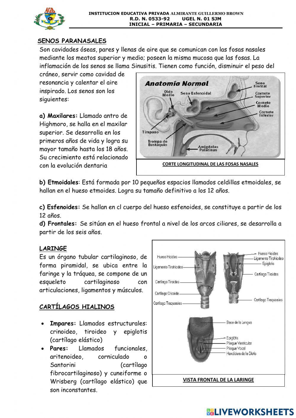 Aparato respiratorio