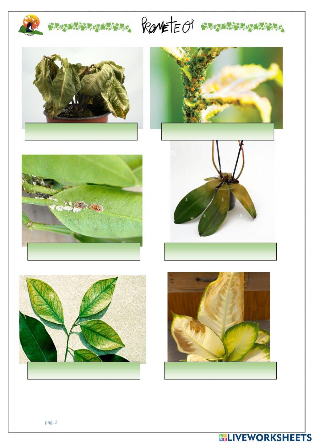 Problemas en plantas