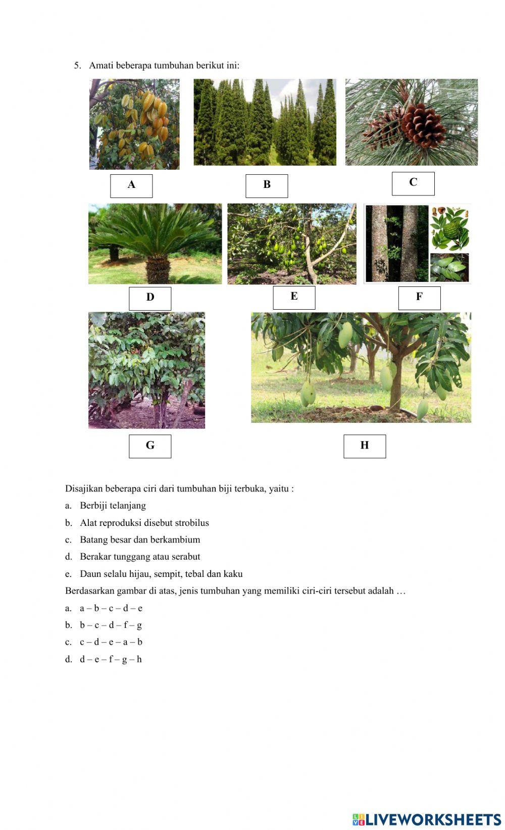 Klasifikasi makhluk hidup