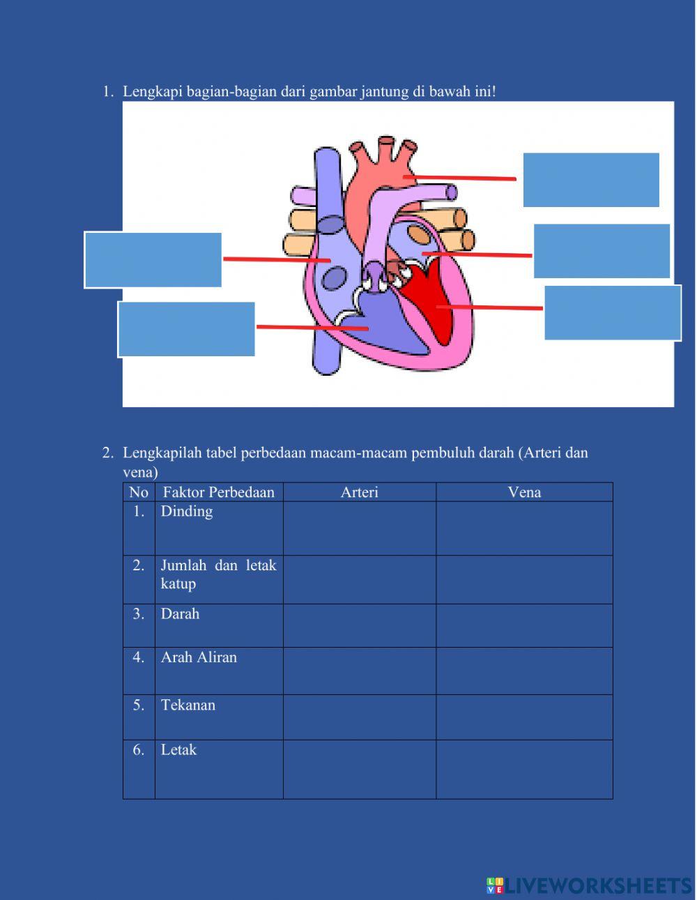 Sistem Peredaran Darah Pada Manusia