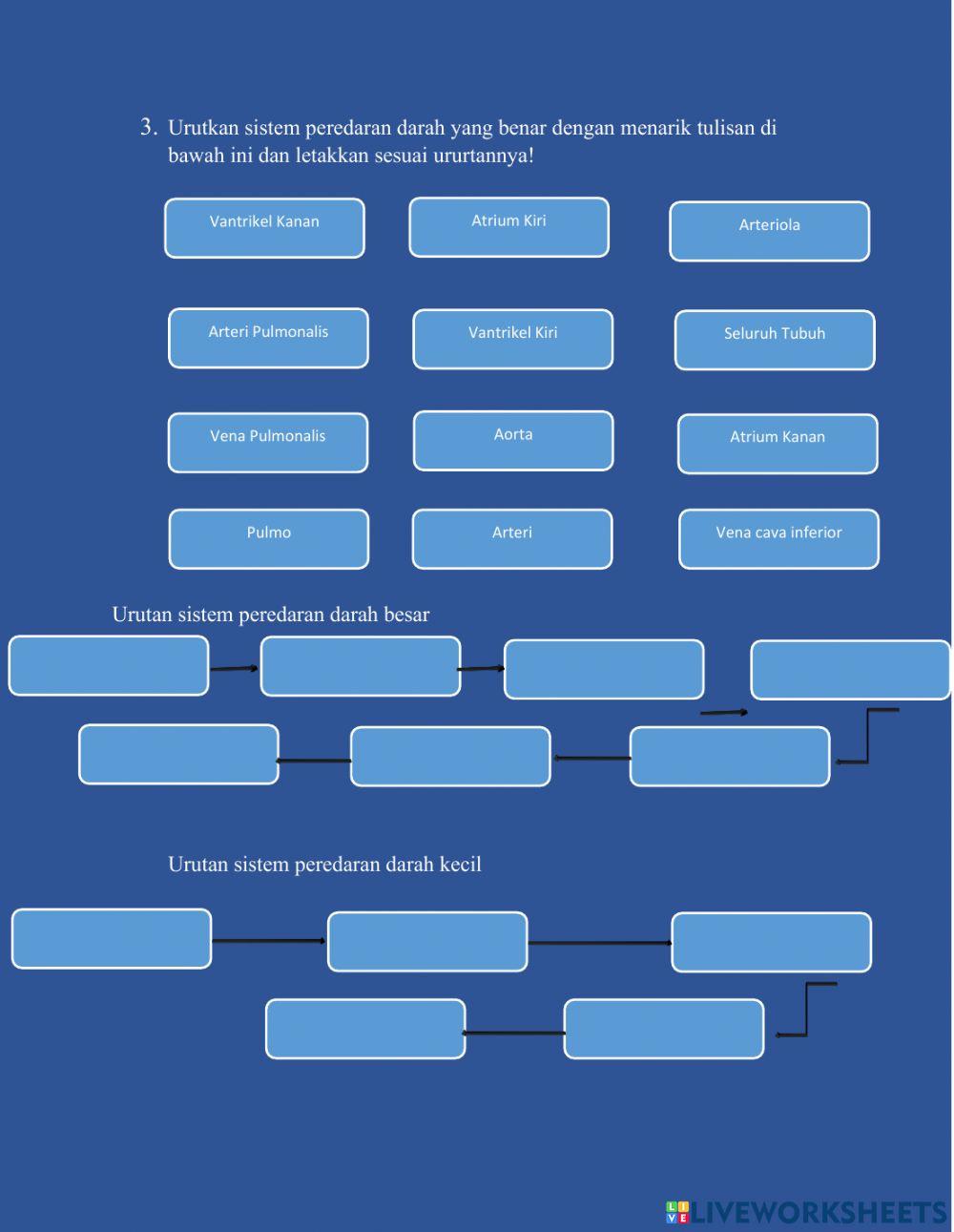 Sistem Peredaran Darah Pada Manusia