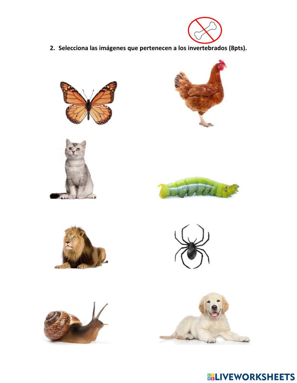 Vertebrados e invertebrados