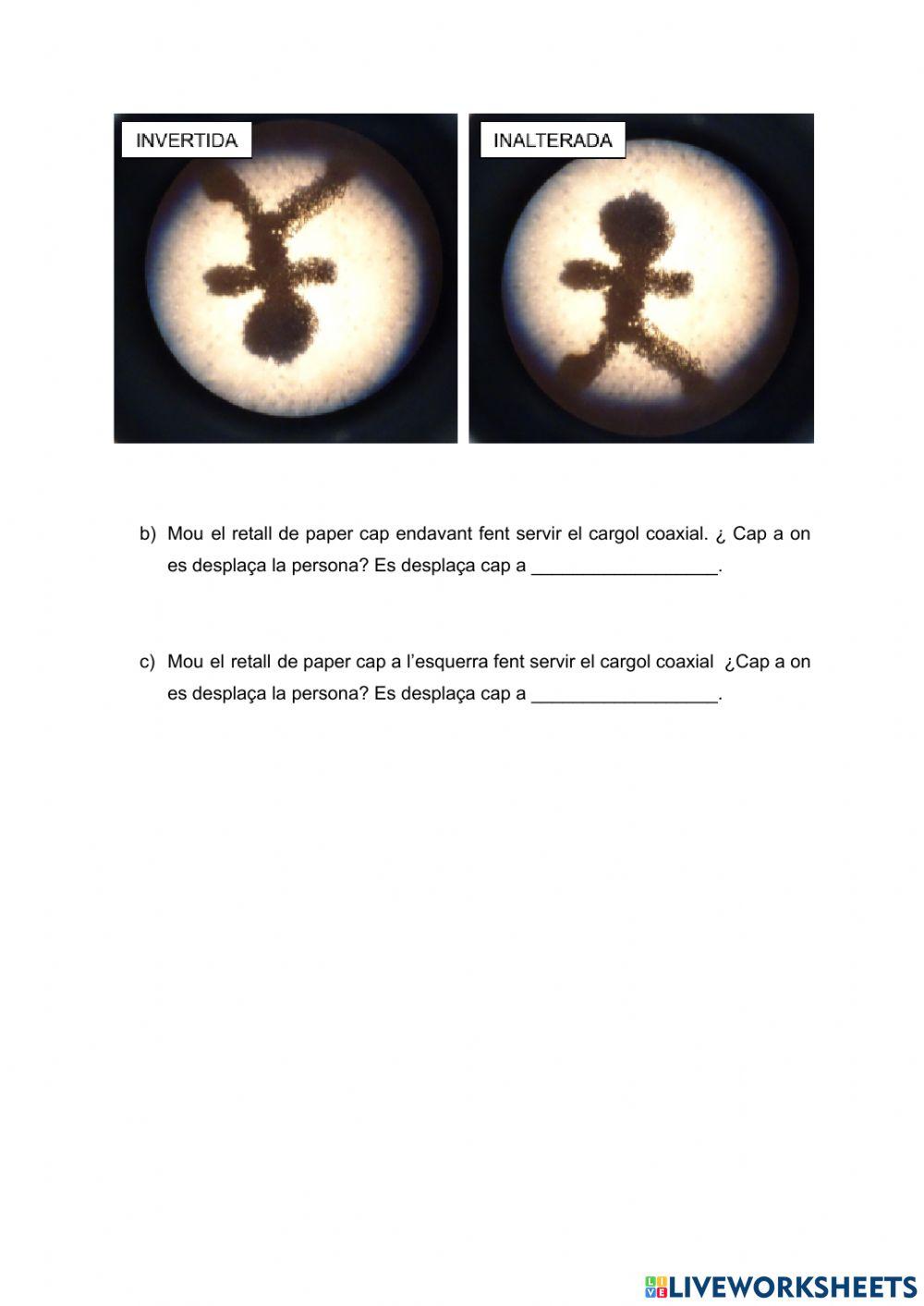Pràctica de laboratori: Microscopi