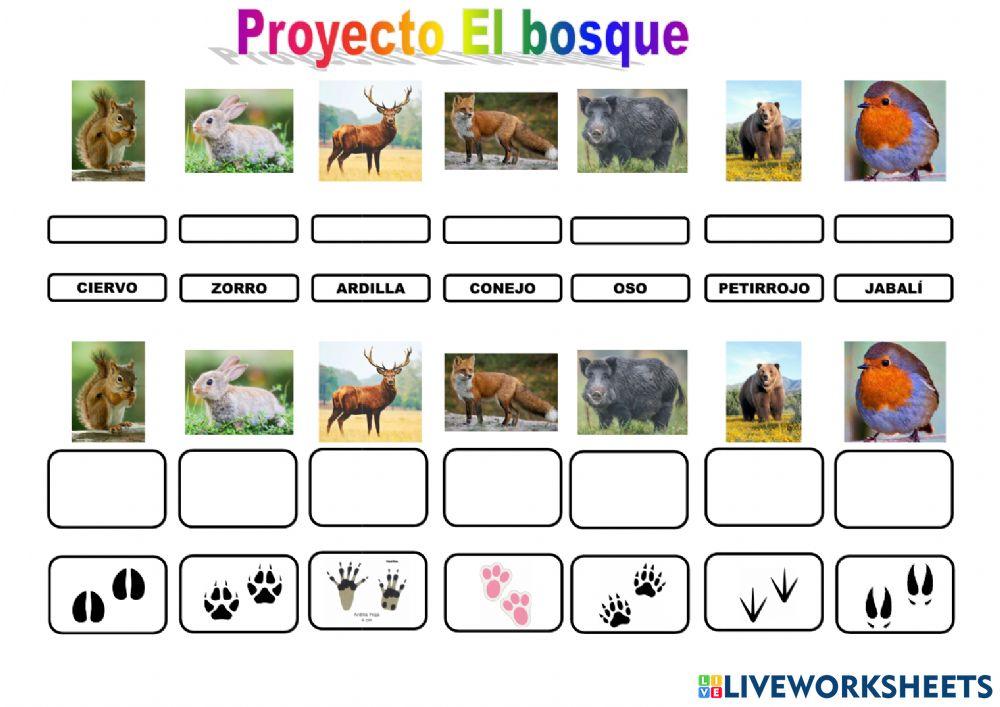 Proyecto el bosque