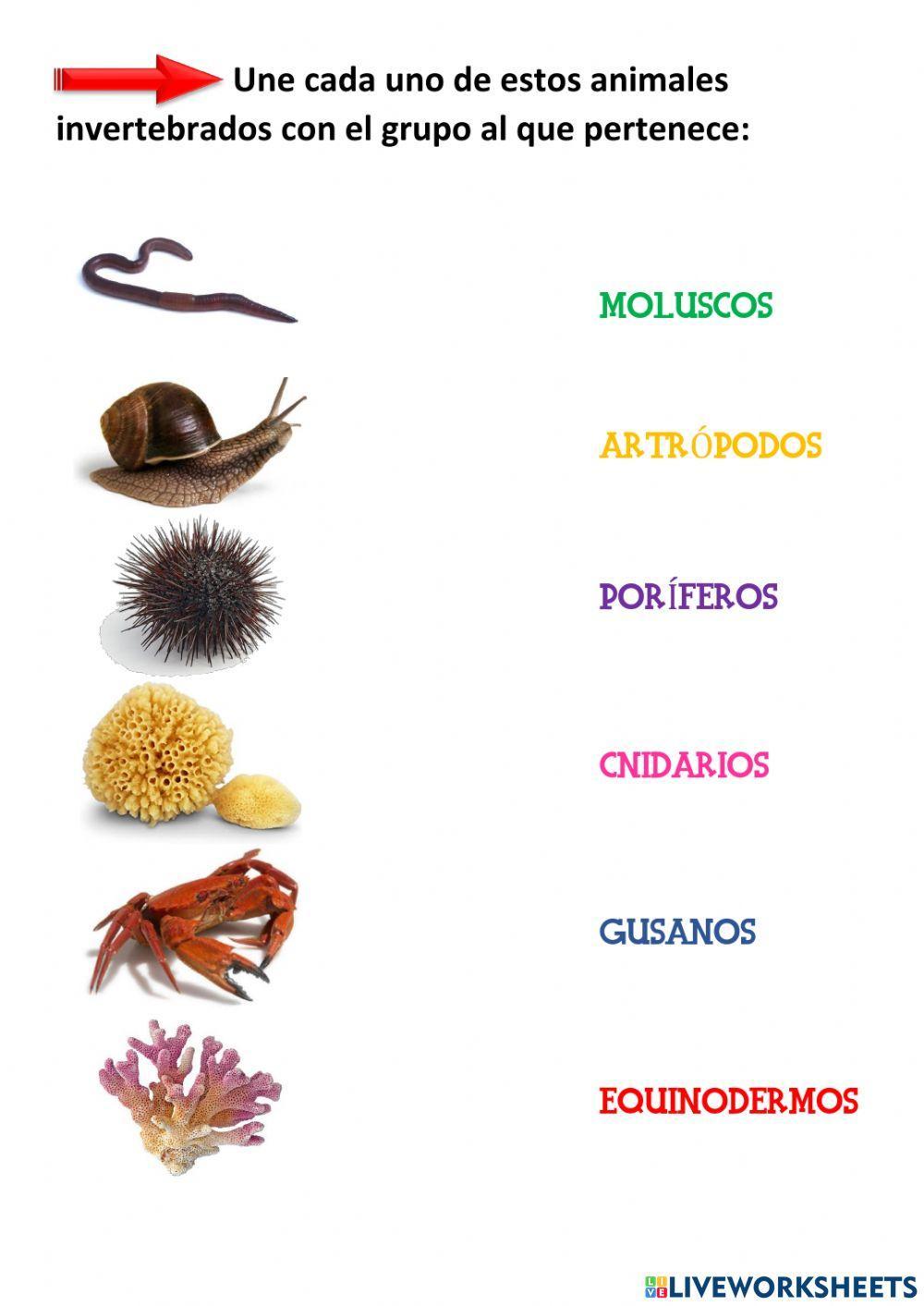 Animales Invertebrados