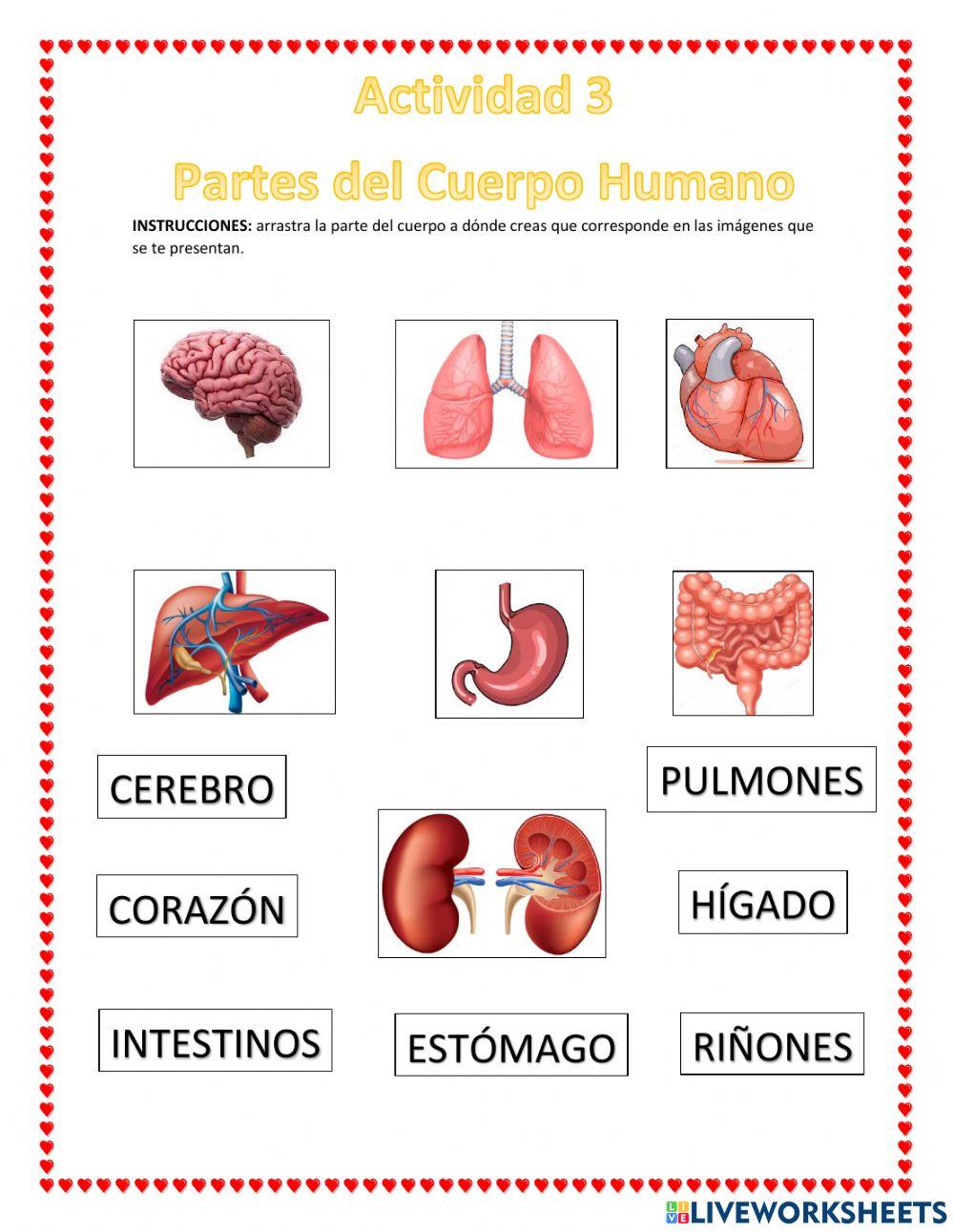 Partes del cuerpo
