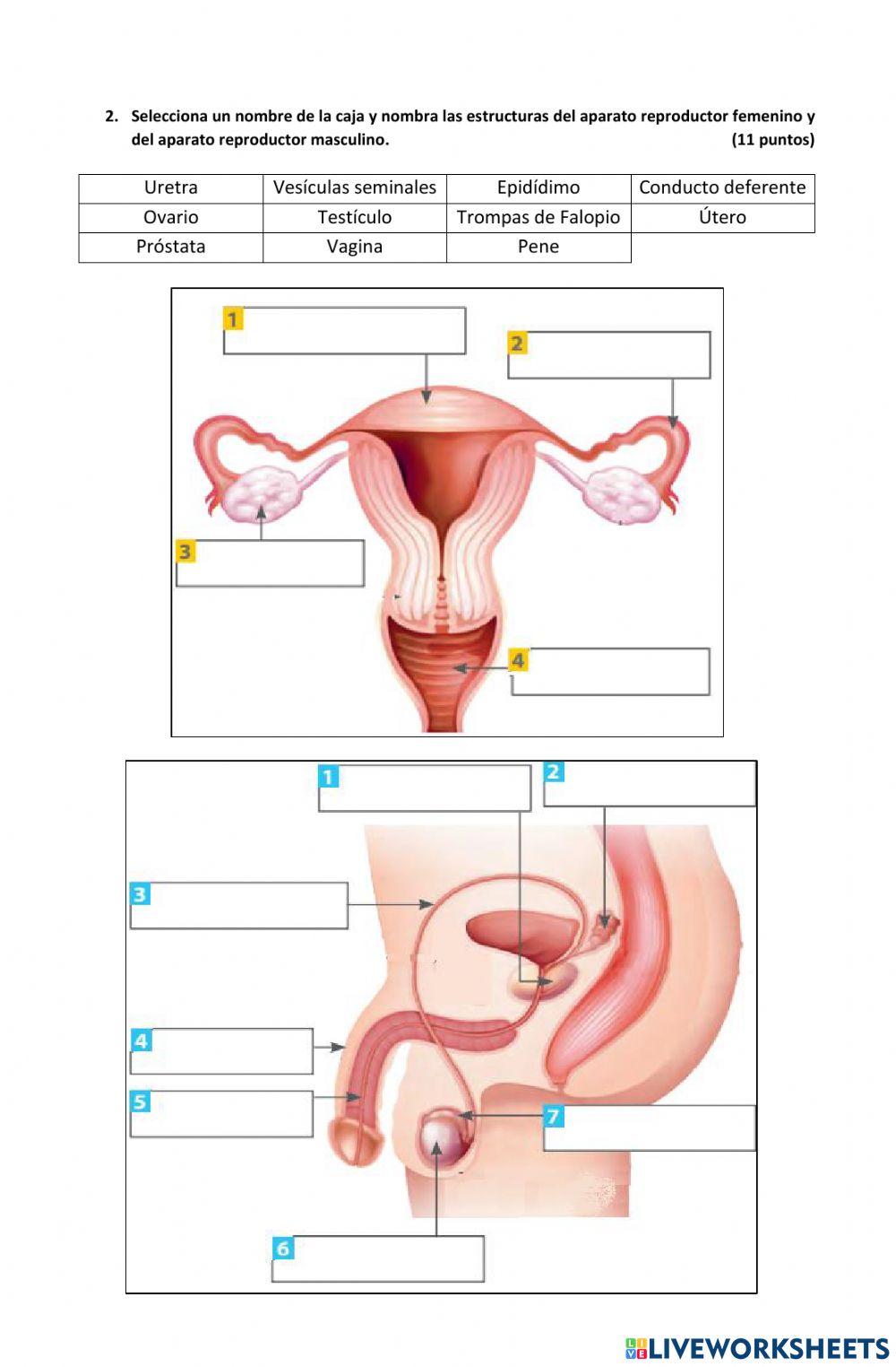 Ficha Cambios en la pubertad y Aparatos reproductores