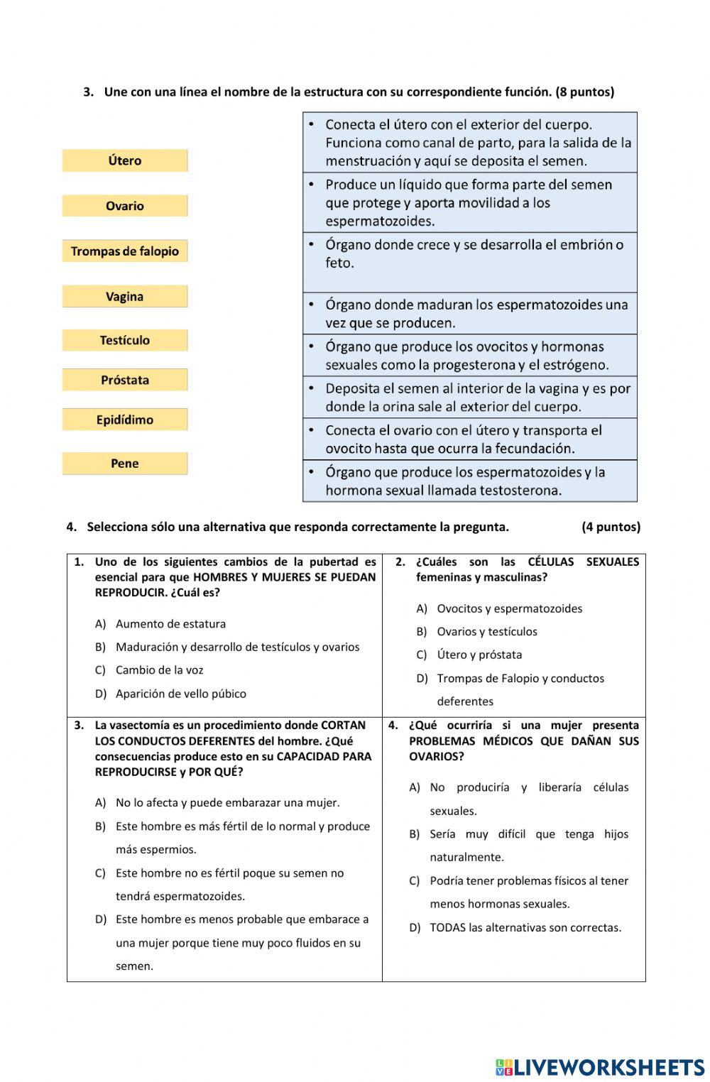 Ficha Cambios en la pubertad y Aparatos reproductores