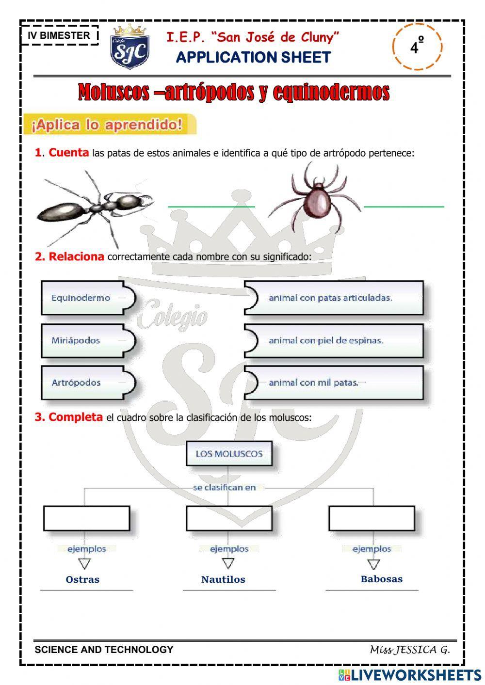 Animales invertebrados