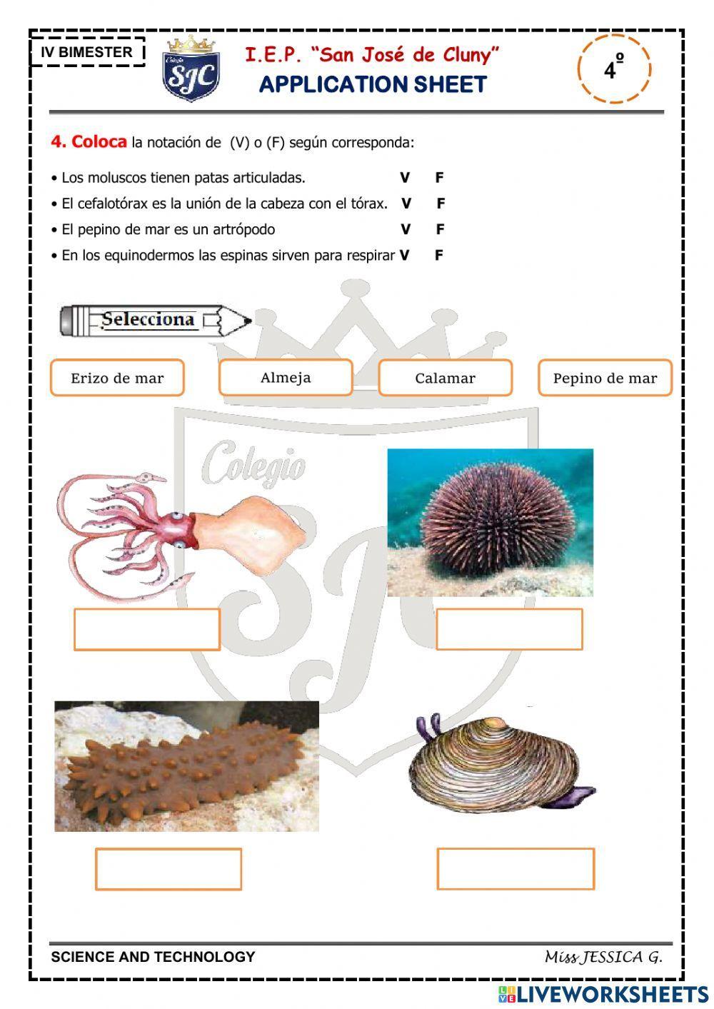 Animales invertebrados