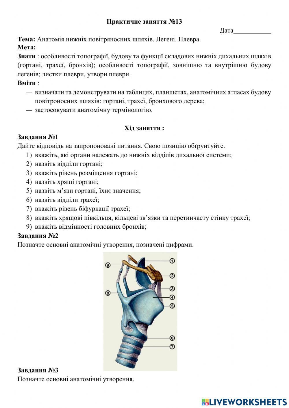 Анатомія органів дихання