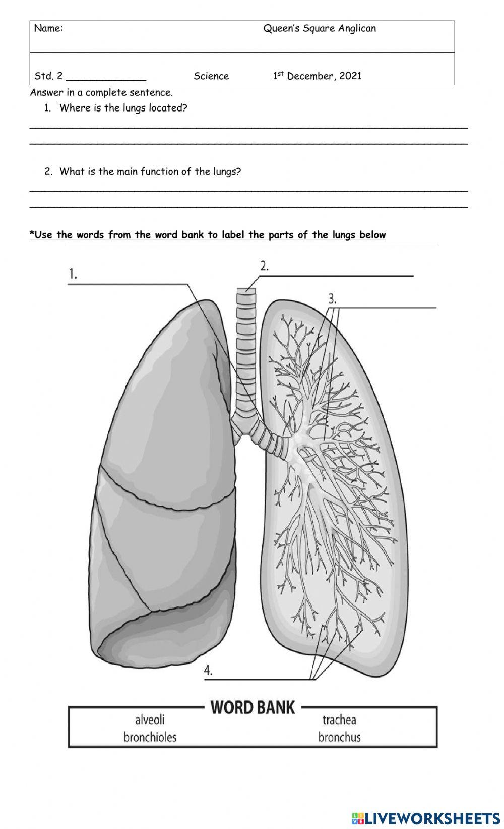 The Human Lungs- Wed-Dec-1
