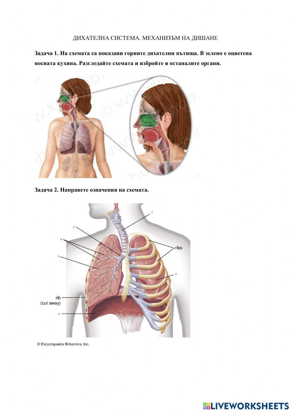 Дихателна система. Механизъм на дишане
