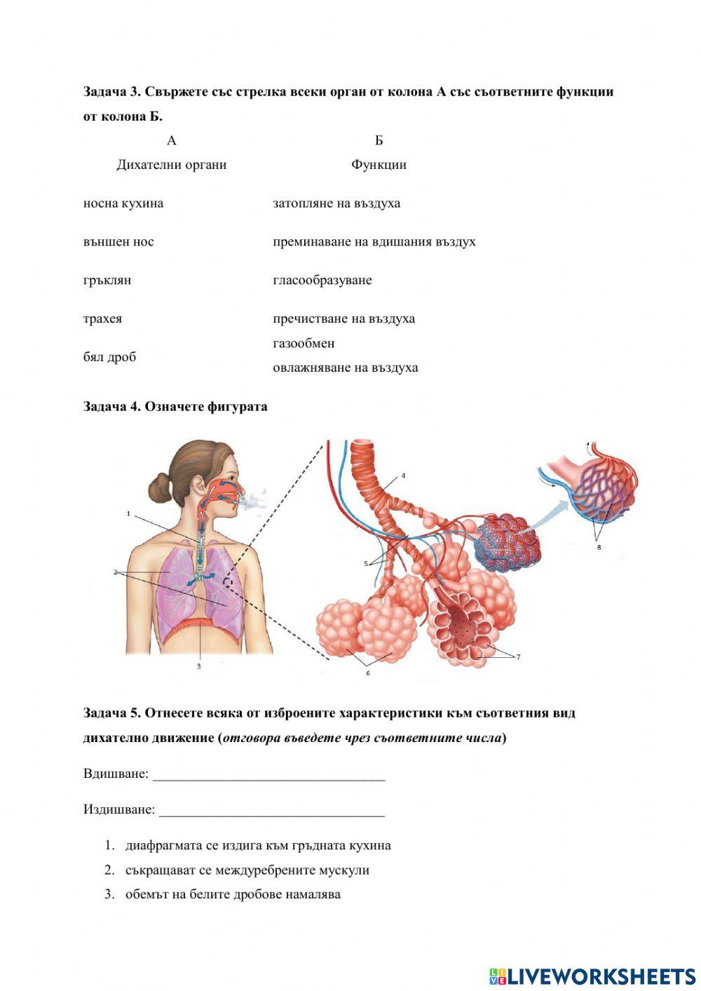 Дихателна система. Механизъм на дишане