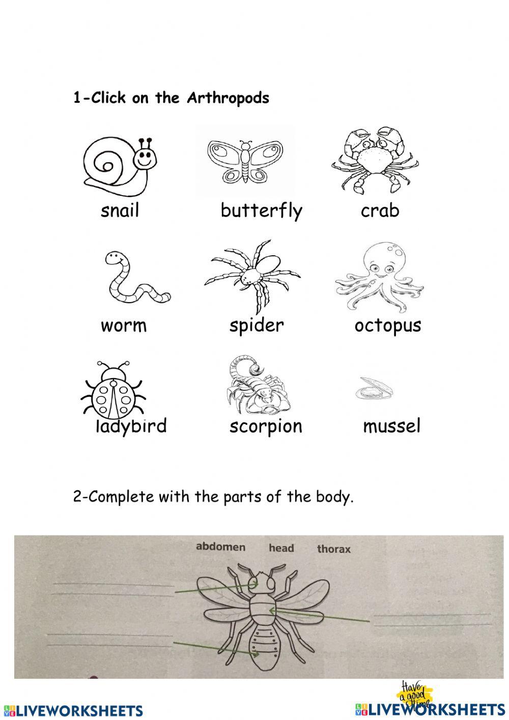 scheda invertebrates 1