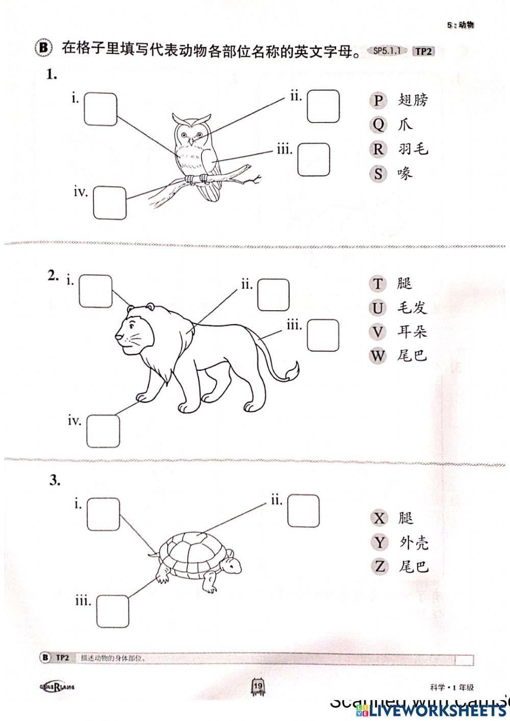 一年级科学：动物