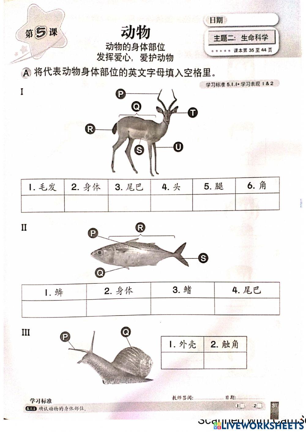 一年级科学：动物