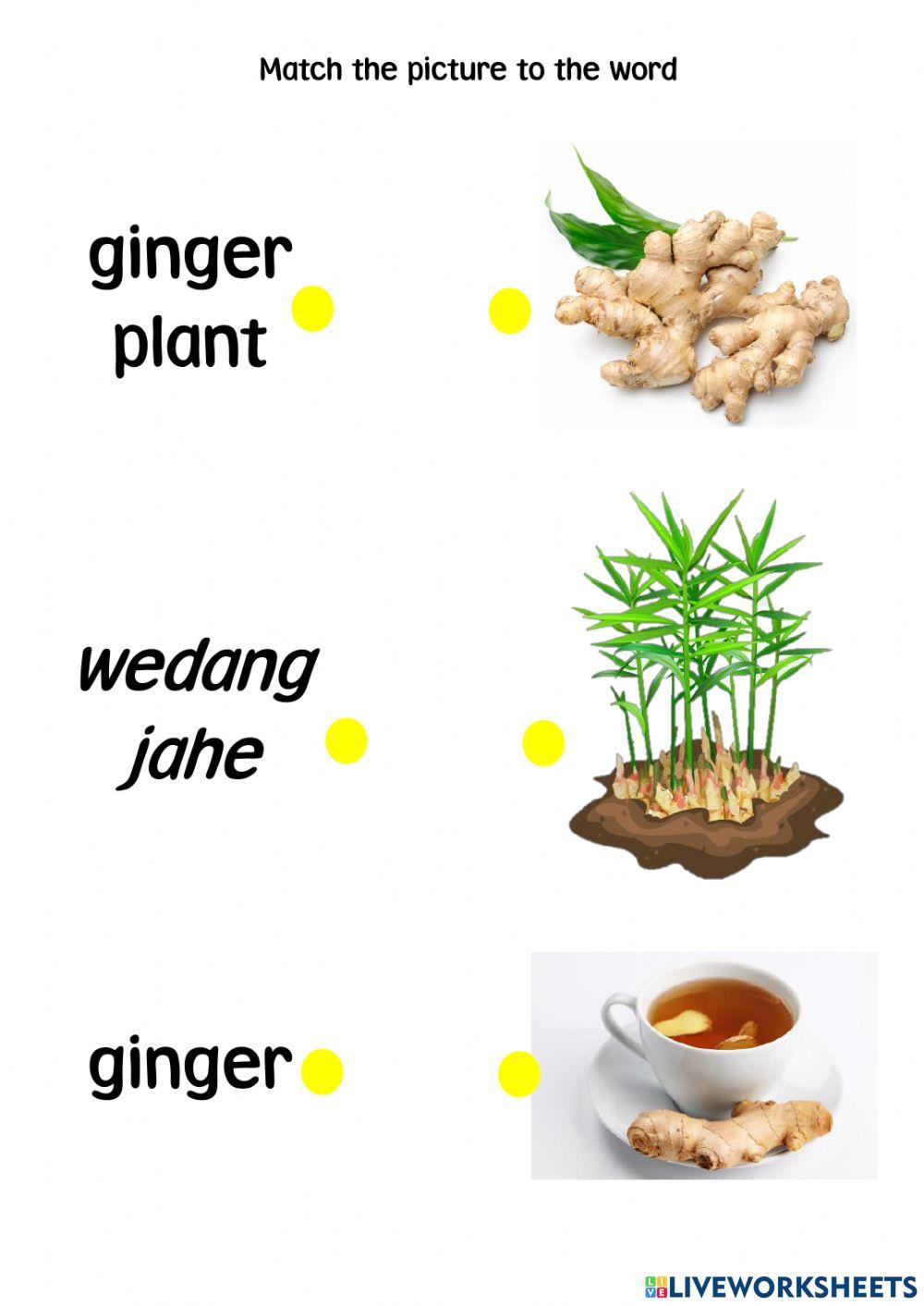 Herbs Plant