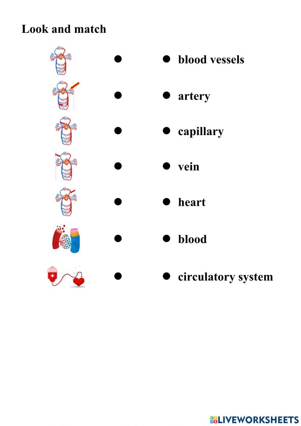 Circulatory system