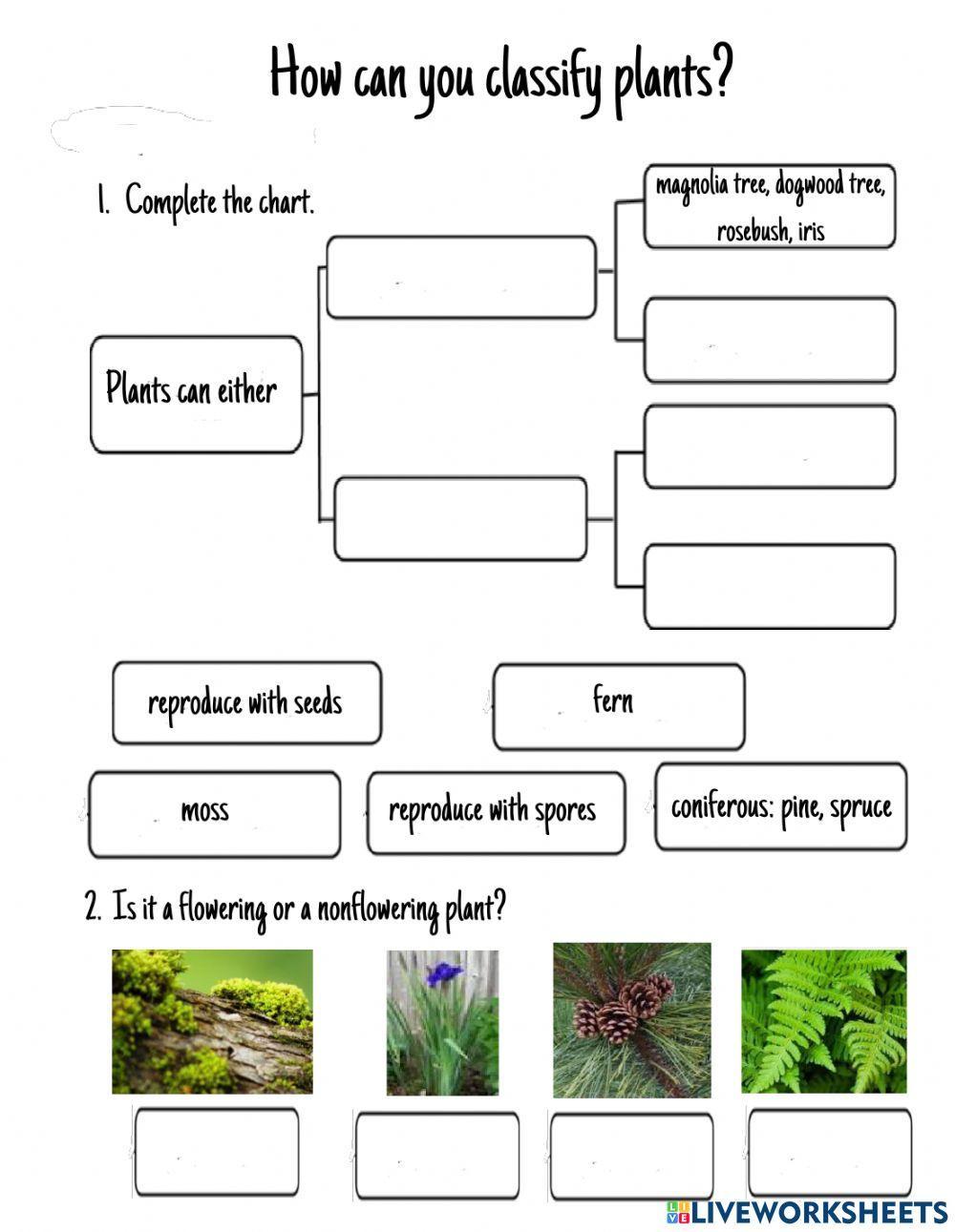 Plant Classification Worksheet