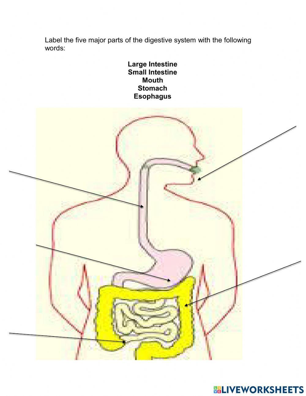 Digestive and Excretory system Lesson
