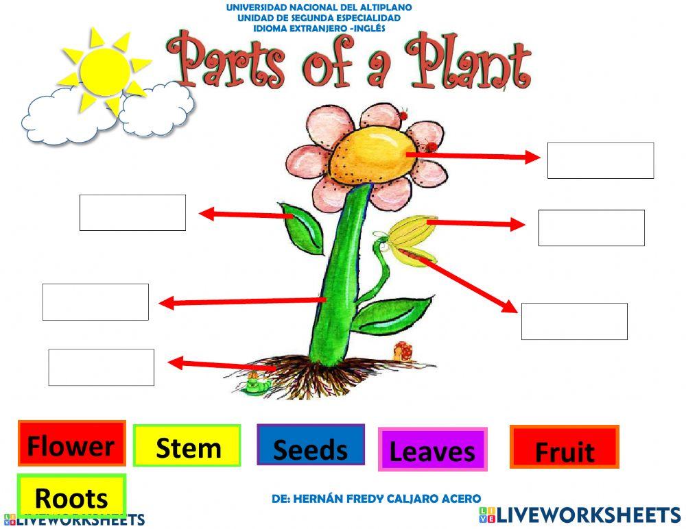 Parts of a plant