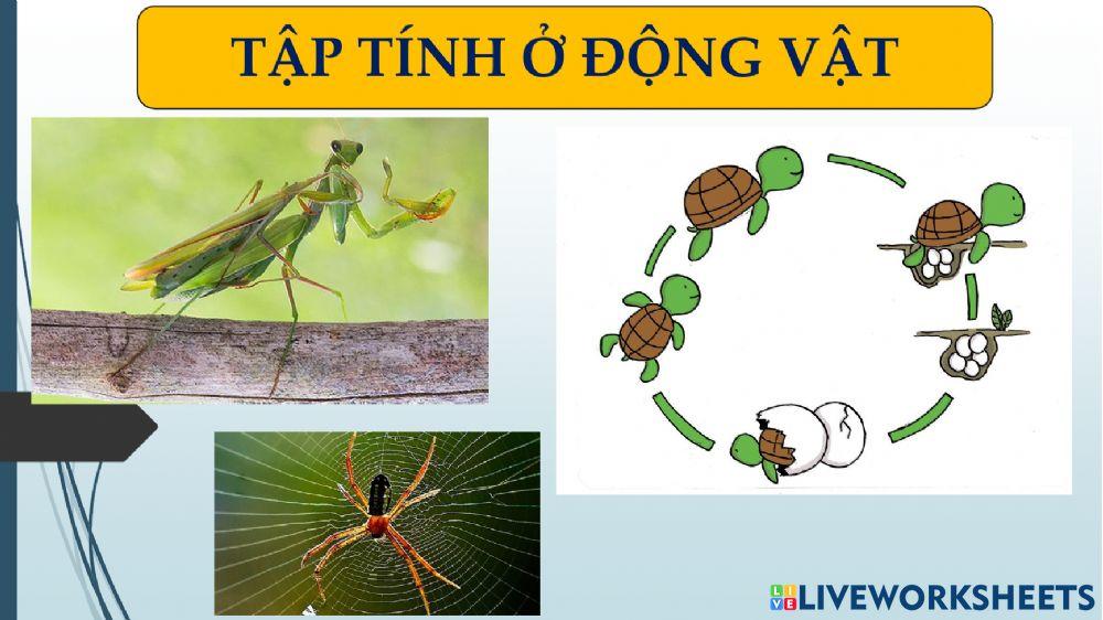 Bài 31 SINH 11 TẬP TÍNH Ở ĐỘNG VẬT
