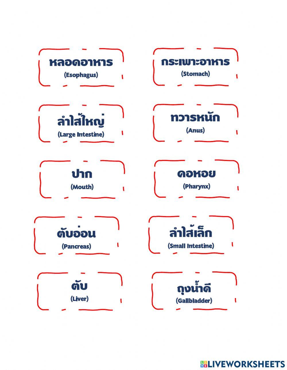 ระบบย่อยอาหาร