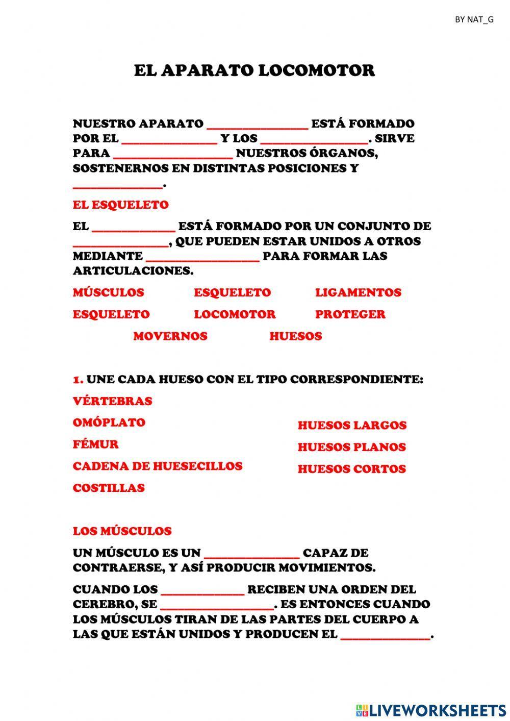 El Aparato Locomotor