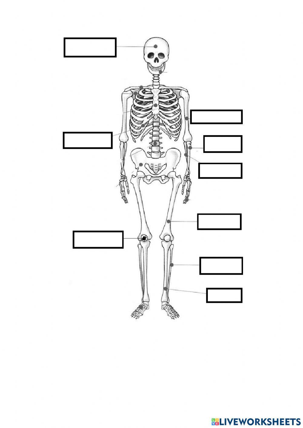 Parts aparell locomotor