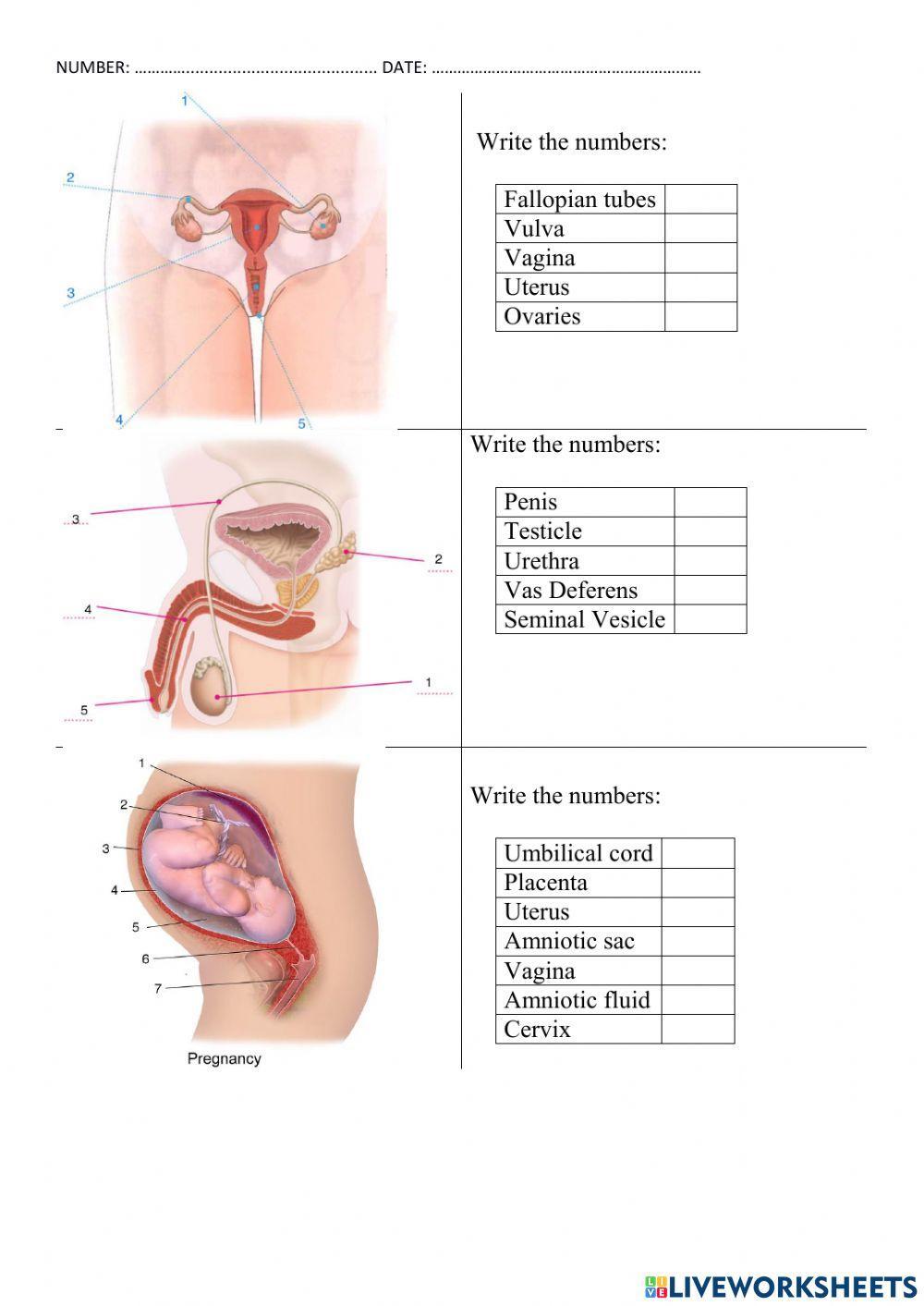 Reproductive System Reproductive System