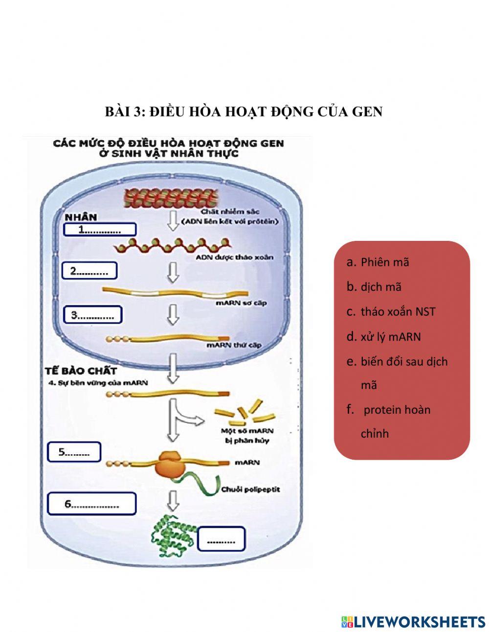 Bài 3 điều hòa hoạt động gen