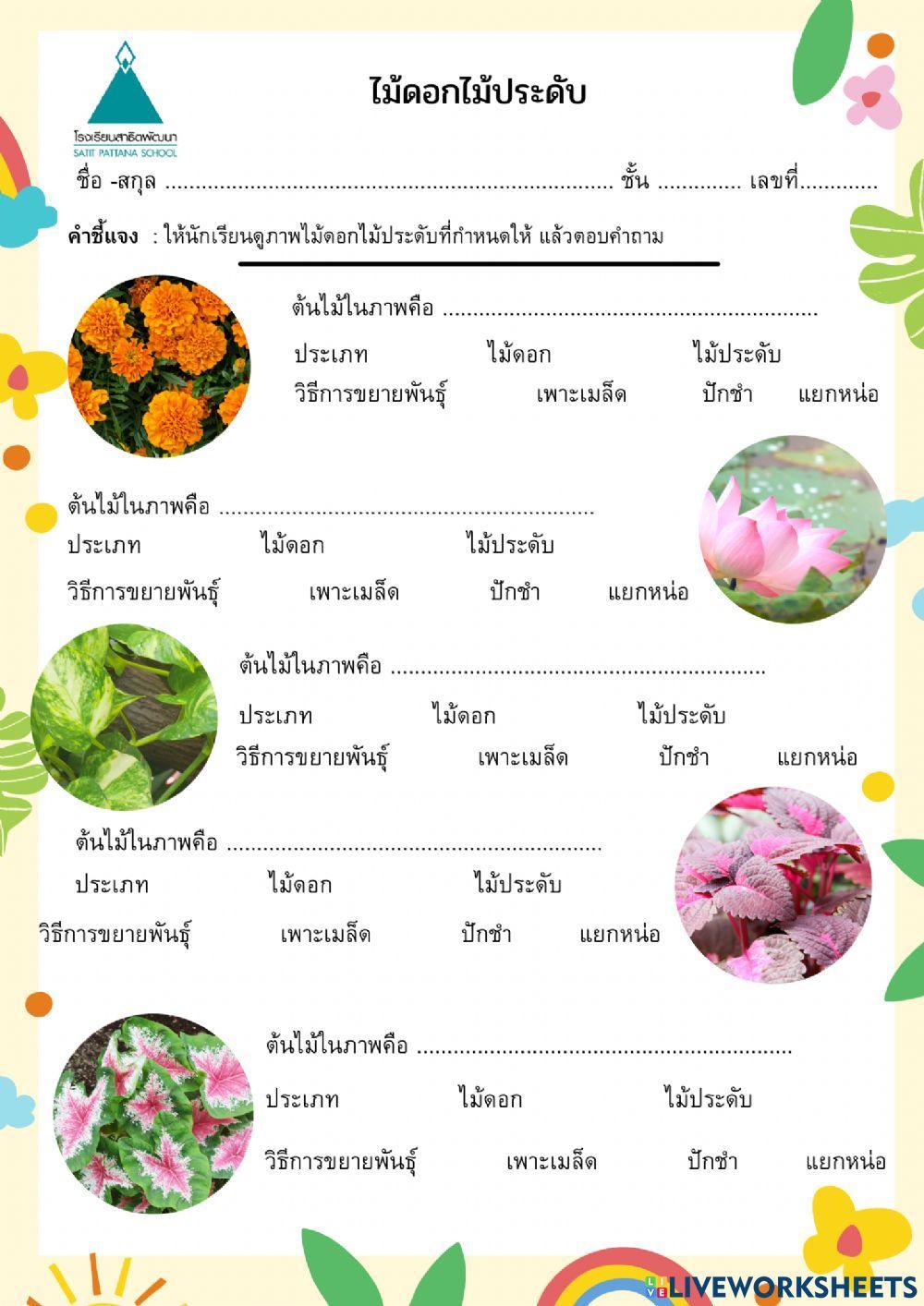 ไม้ดอกไม้ประดับ