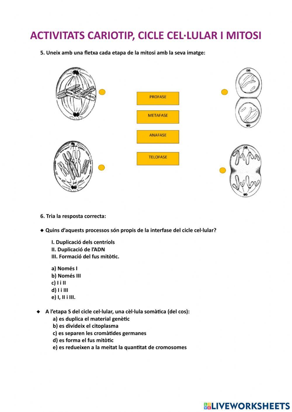 Activitats divisió cel·lular