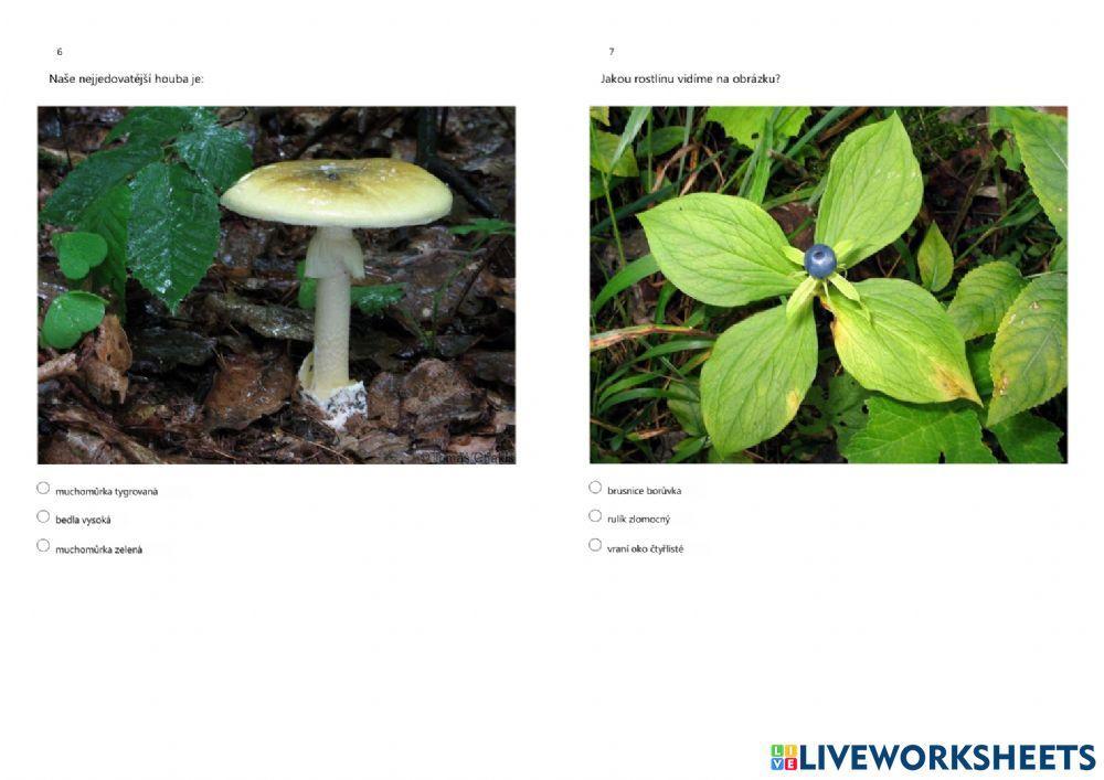 PŘ4-ekosystém LES (rostliny, houby)