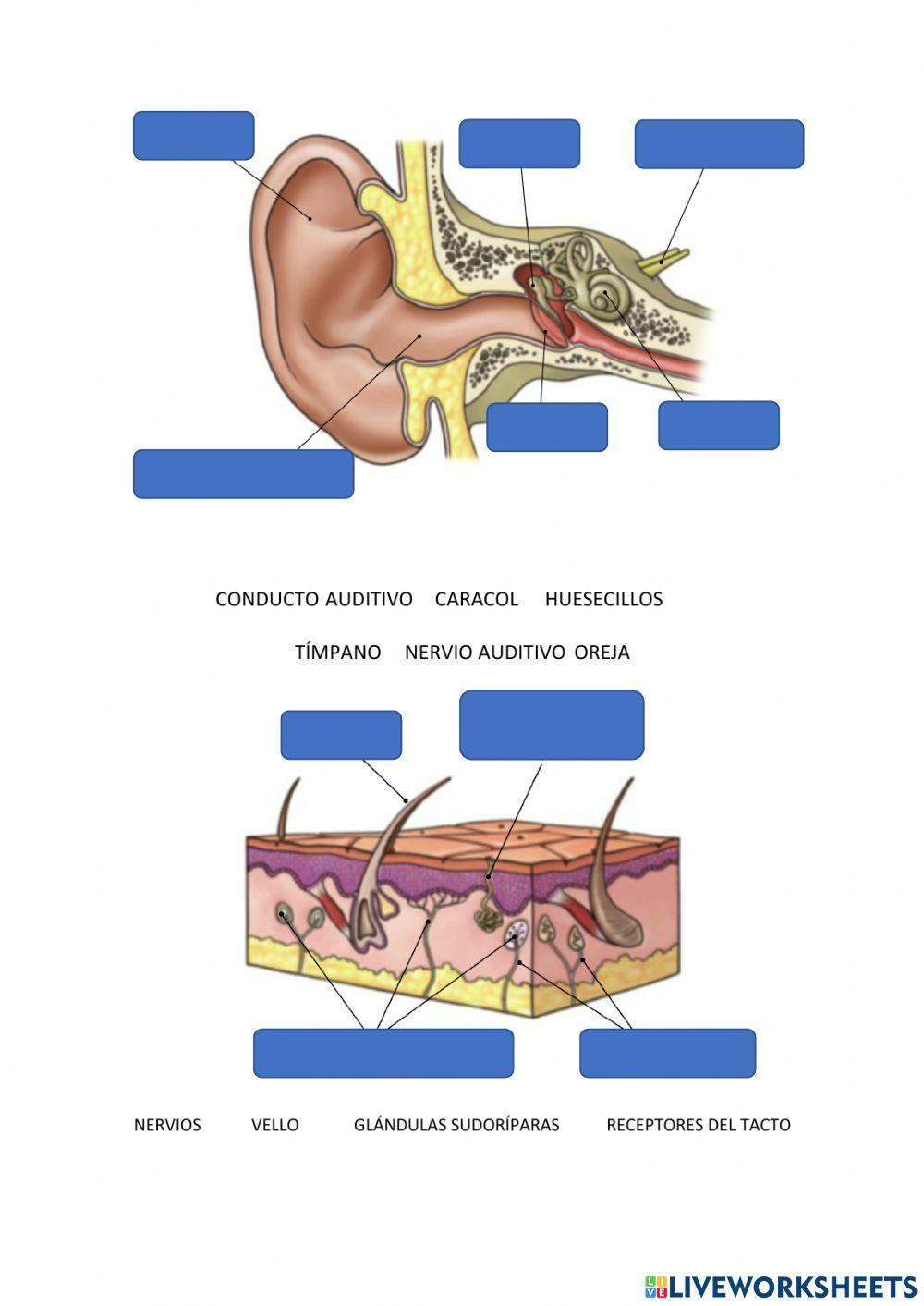Órganos de los sentidos