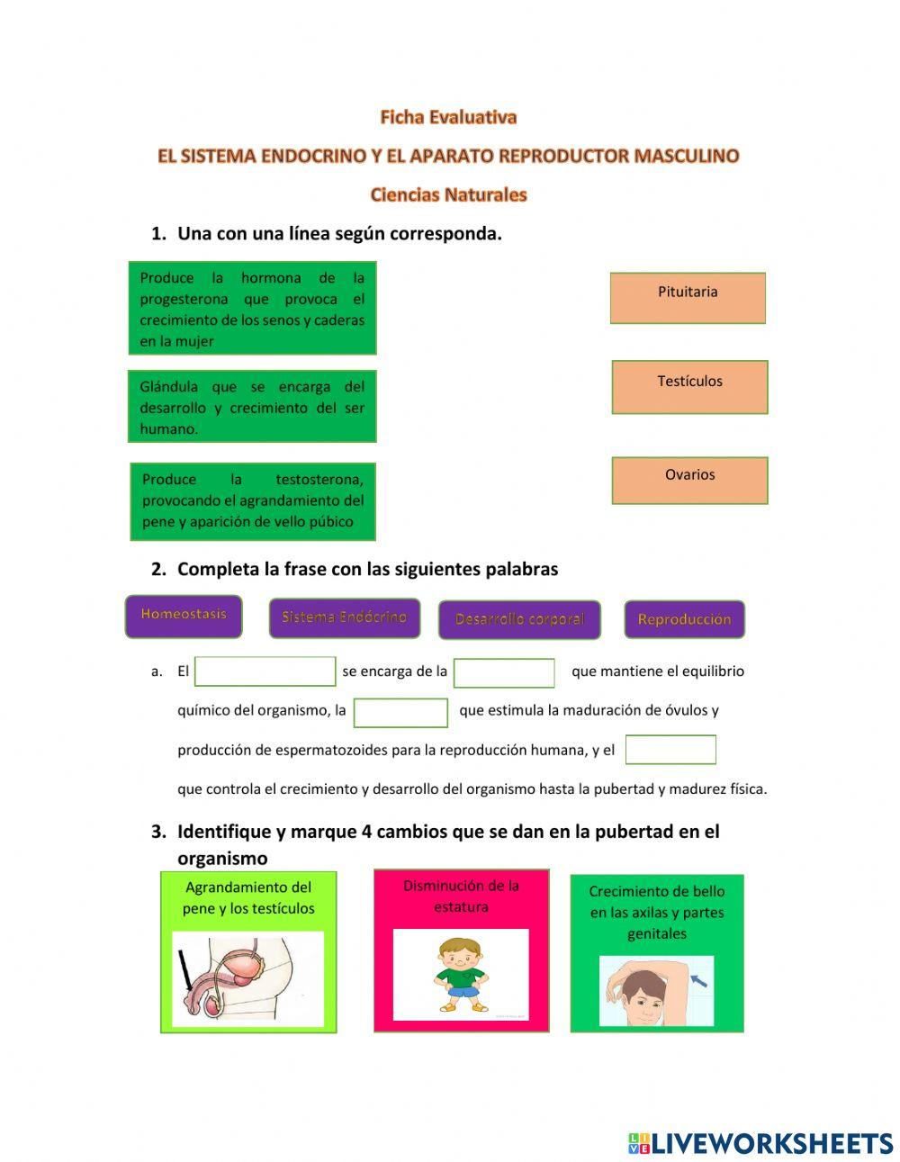 Evaluación El sistema Endócrino